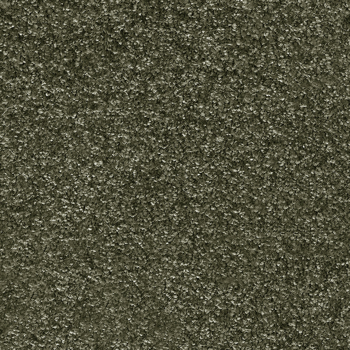 Crixus 27 macro shot