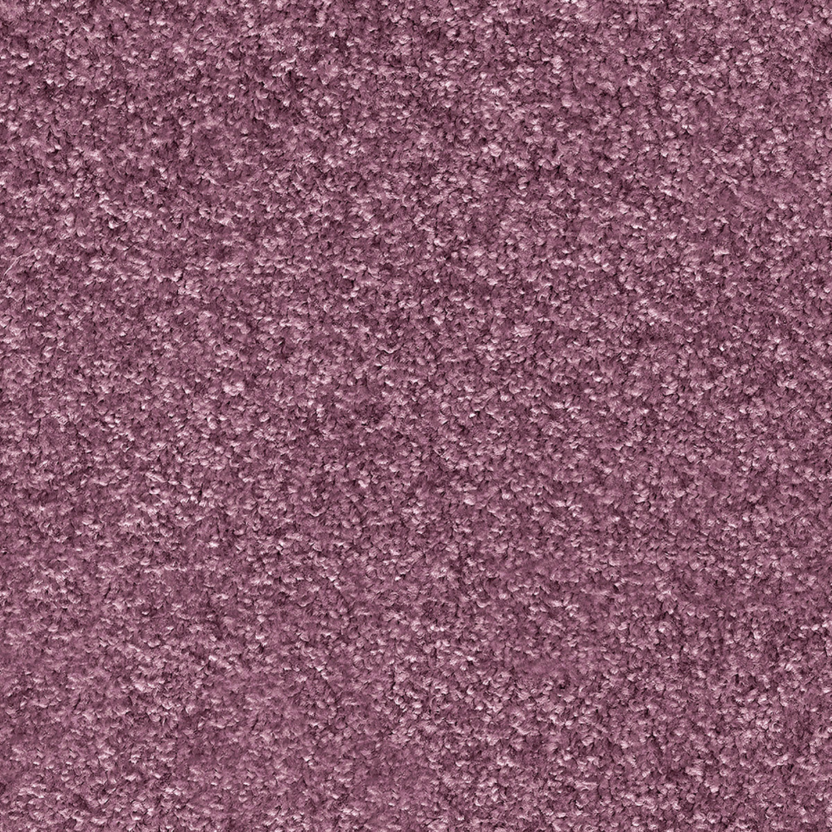 Numicus 30