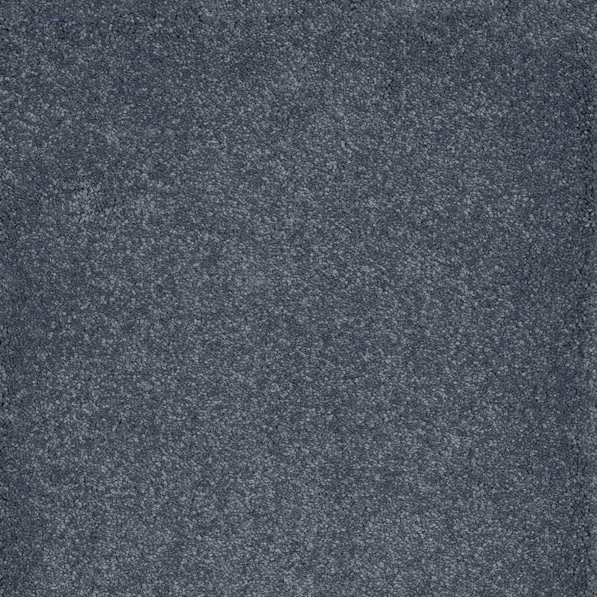 Taurus 79 macro shot