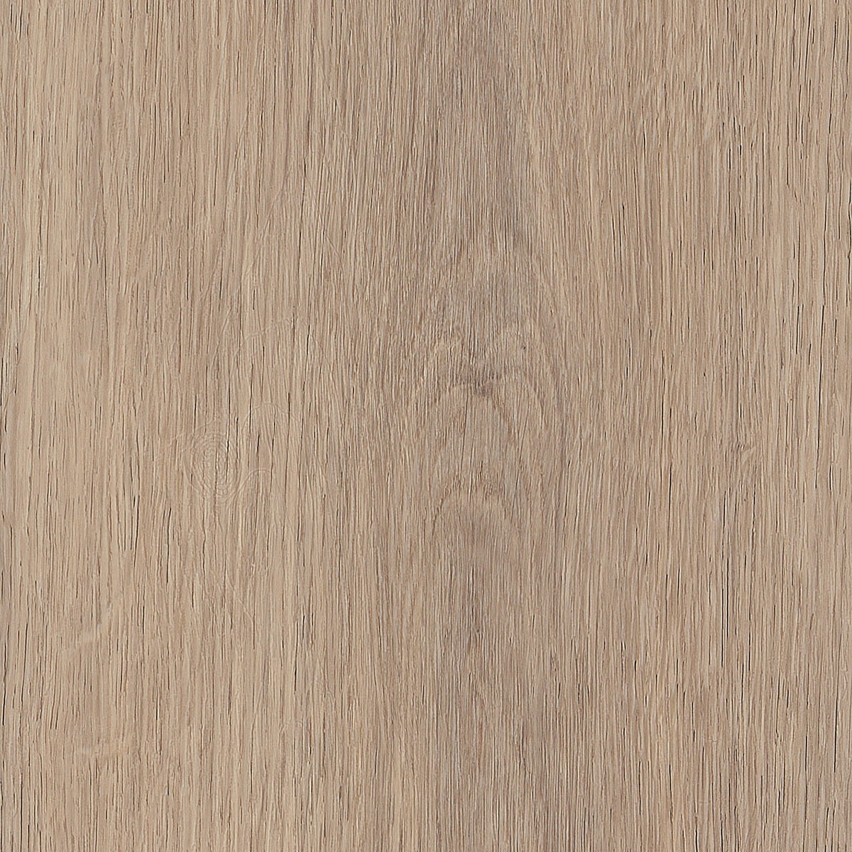 Cashmere Oak - Beach macro shot