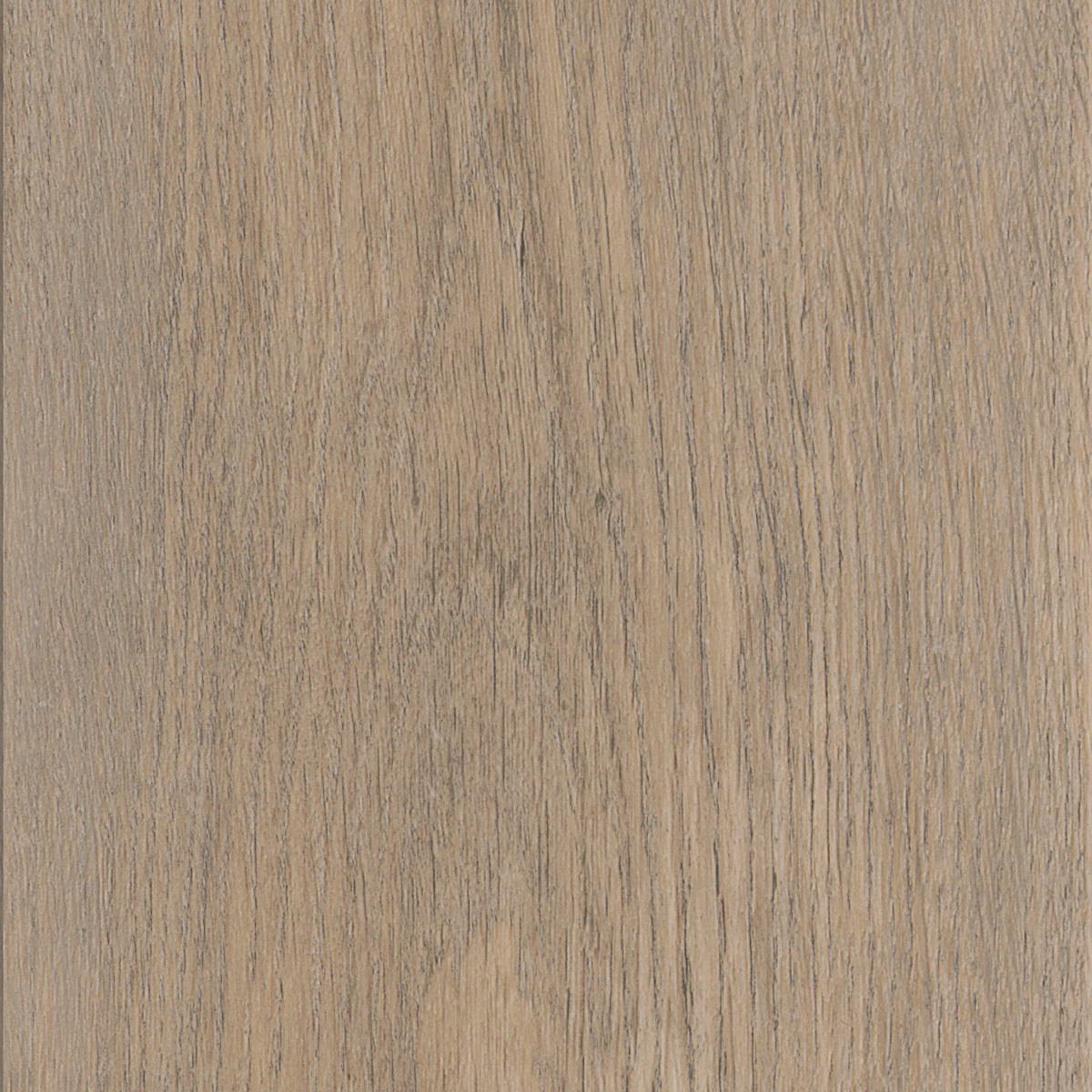 New England Oak - Sand macro shot