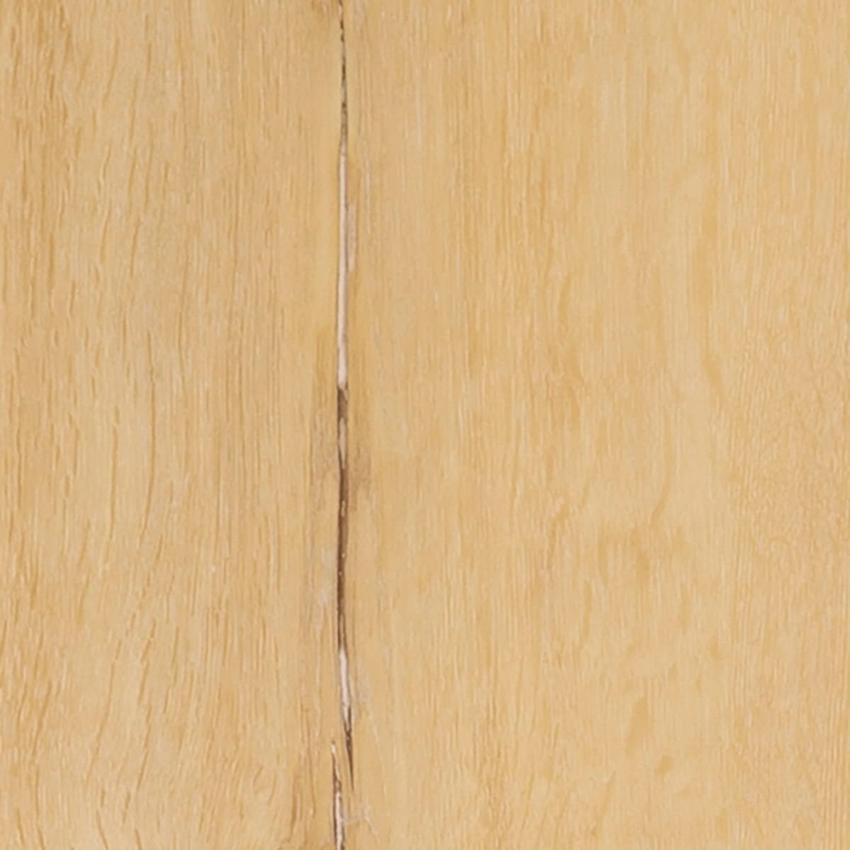 Riverside Oak - Sunrise macro shot