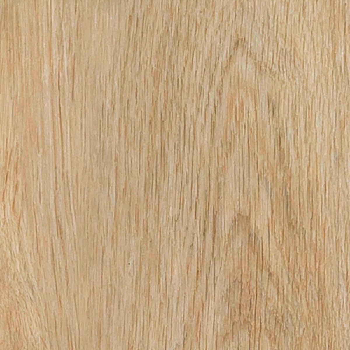 Velvet Oak - Celeste macro shot