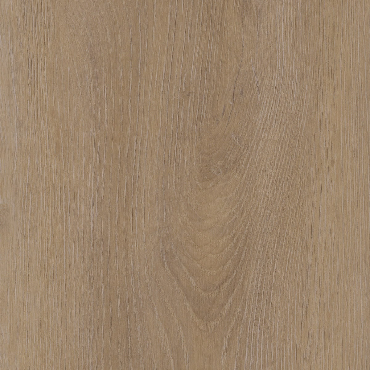 Divine Oak - Champagne