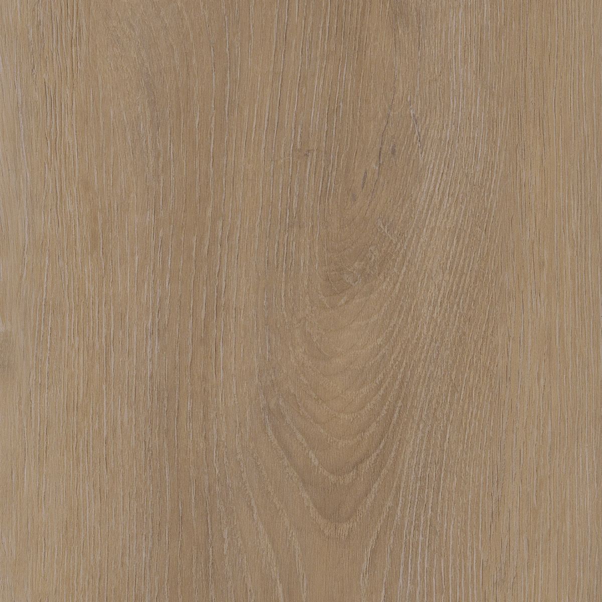Divine Oak - Champagne