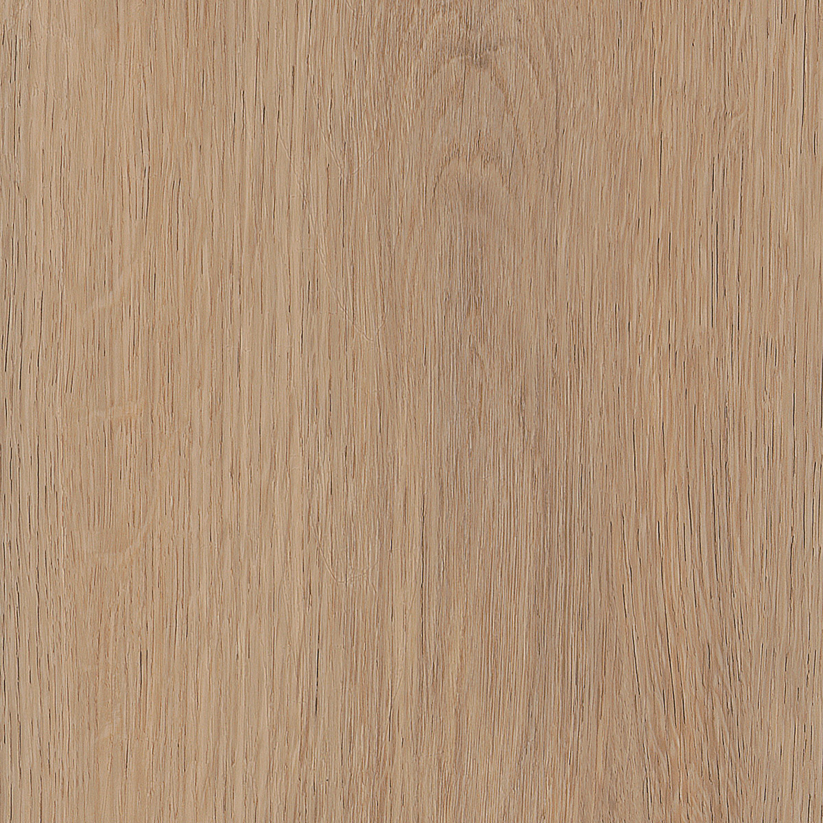 Cashmere Oak - Sunny macro shot