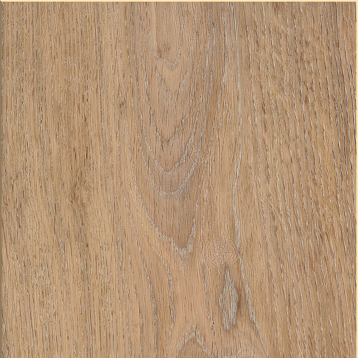 Silk Oak - Latte