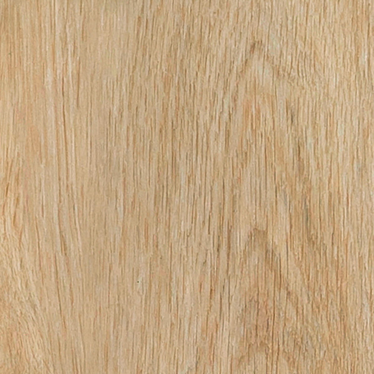 Velvet Oak - Celeste macro shot